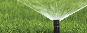 Managing Turf Drought with Austin's Lawn Care Blog