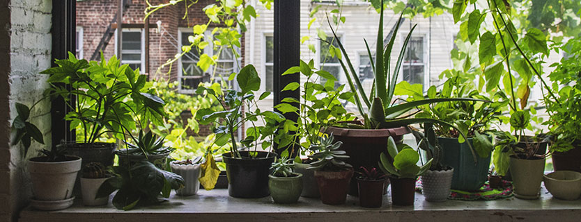 Winter Plants Indoors