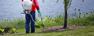 Spraying Weeds Grounds Maintenance