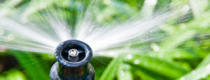 Sprinkler head on lawn irrigation system.