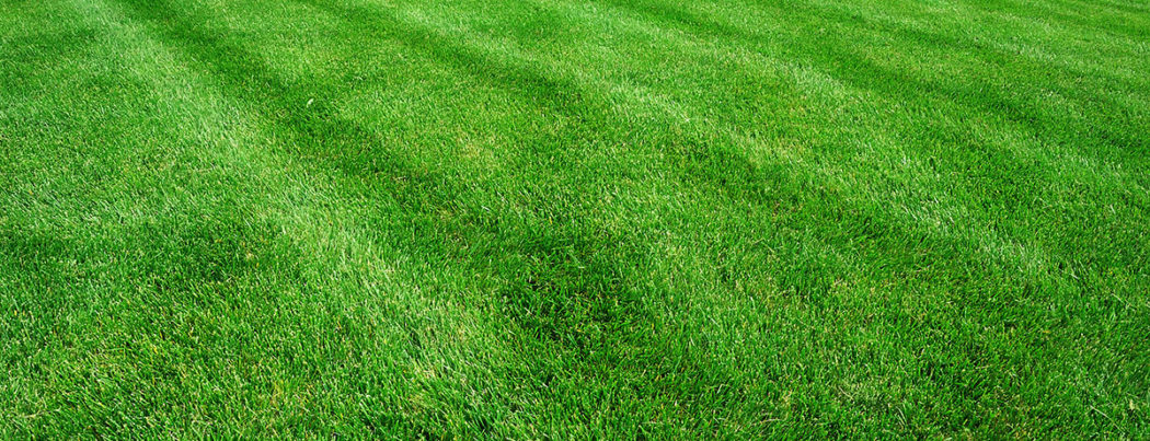 Lush green residential lawn